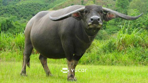 Hướng dẫn cách giải mã giấc mơ bị rượt đuổi để tìm ra con số may mắn