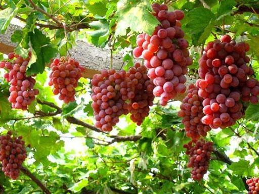 Mơ hái trái cây đánh đề con gì