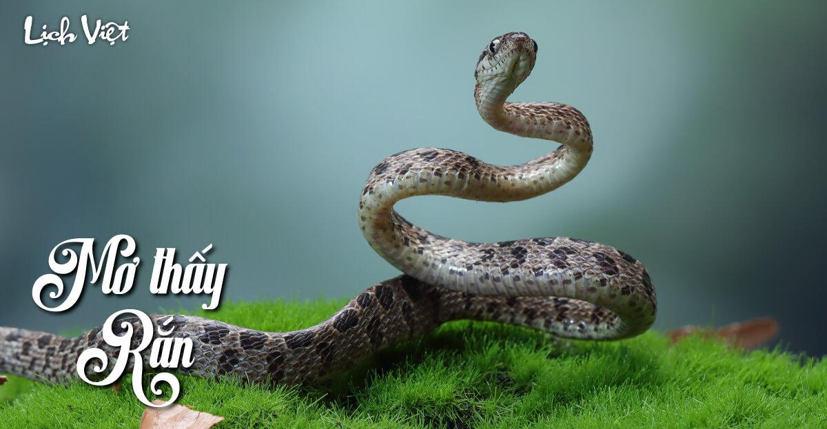 Ứng dụng giải mã giấc mơ thấy rắn cắn vào cuộc sống như thế nào